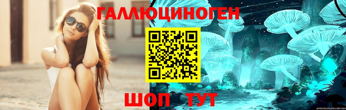 Псилоцибиновые грибы Psilocybine cubensis Северск